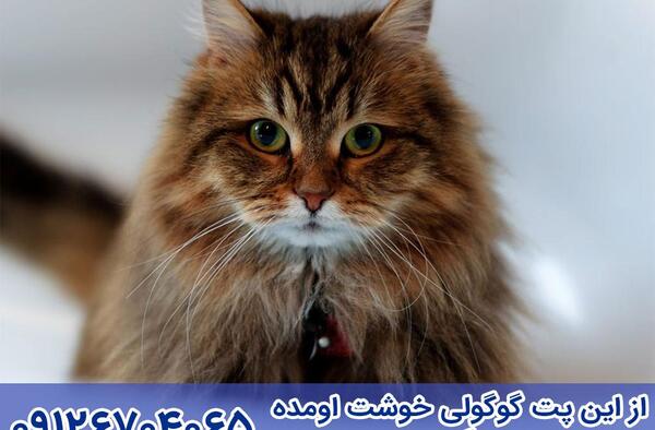 عکس گربه پرشین اخمو