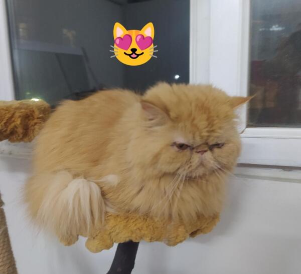 عکس گربه ی اخمو