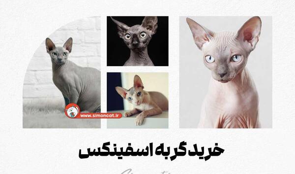 عکس گربه ی اسفینکس
