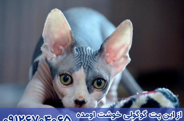 عکس گربه ی اسفینکس