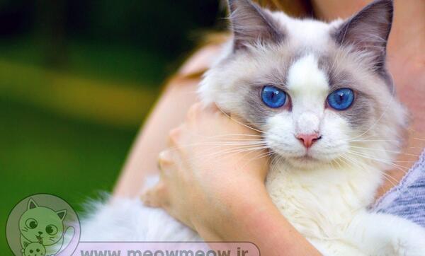 عکس بچه گربه آبی