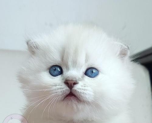 عکس بچه گربه آبی