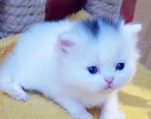 عکس بچه گربه آبی