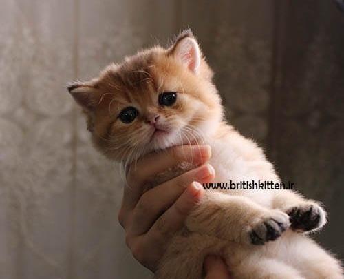 عکس گربه اسکاتیش سیاه