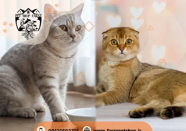 عکس گربه اسکاتیش سیاه