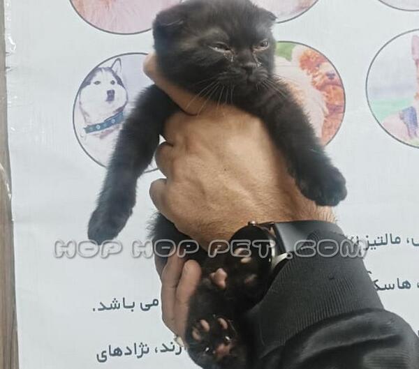 عکس گربه اسکاتیش سیاه