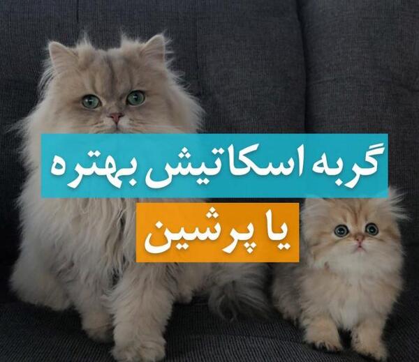 عکس گربه اسکاتیش پرشین