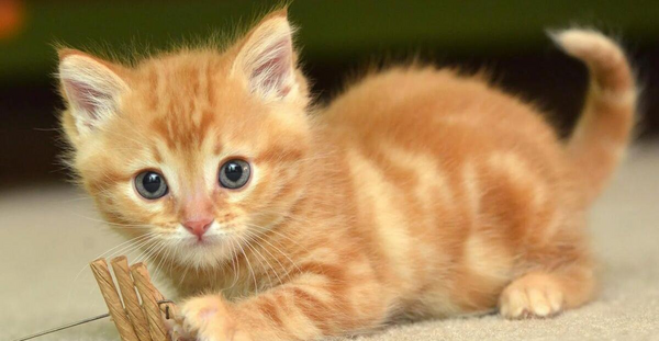 عکس گربه پرشین قهوه ای