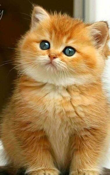 عکس گربه پرشین قهوه ای