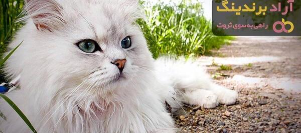 عکس گربه پرشین قهوه ای