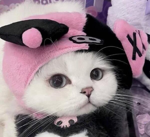 عکس گربه برای پروفایل گنگ