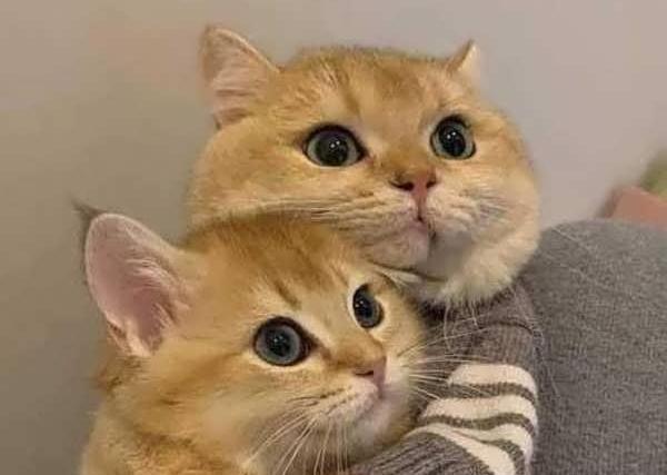 عکس گربه برای پروفایل گنگ