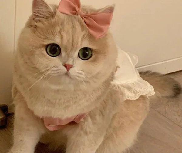 عکس گربه ناز واقعی