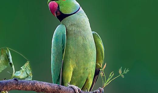 عکس طوطی مرد