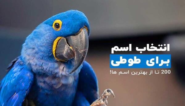 عکس طوطی مرد