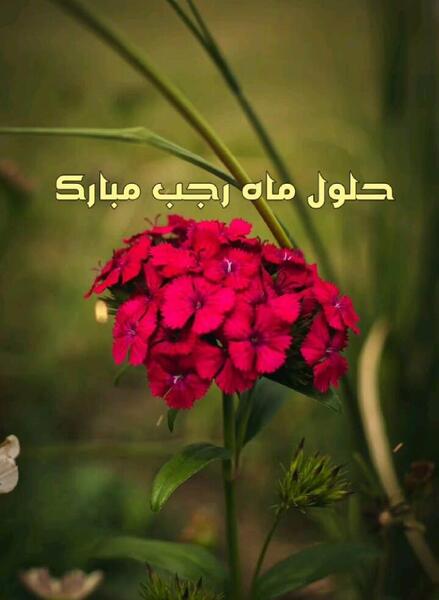 عکس نوشته حلول ماه رجب مبارک