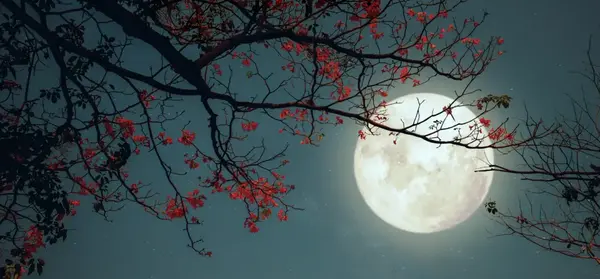 عکس از ماه کامل