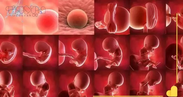 عکس حاملگی ماه اول