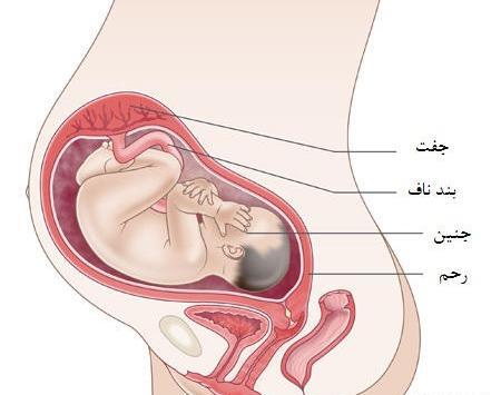 عکس جنین ماه سوم