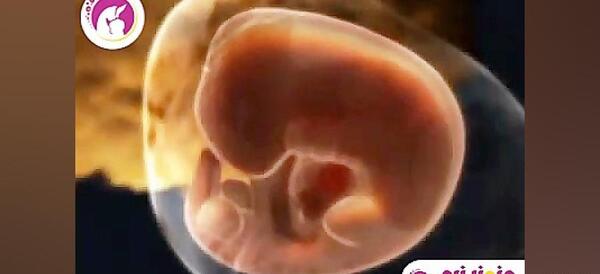 عکس جنین۵ ماه