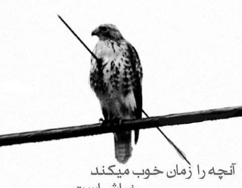 دانلود عکس محمد محرمی