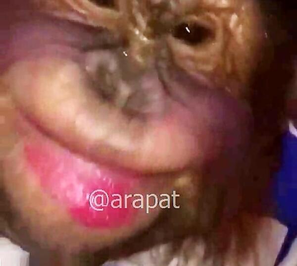عکس میمون که رژ لب زده