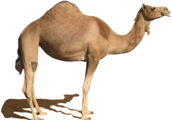 عکس شتر لب پروتزی
