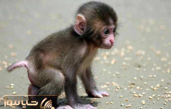 عکس میمون لب شتری