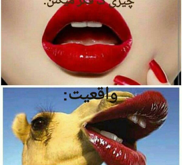 عکس شتری که رژ لب زده