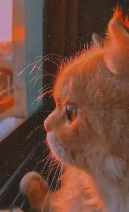 عکس گربه لب پنجره