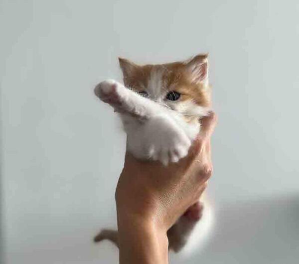 عکس گربه لب پنجره