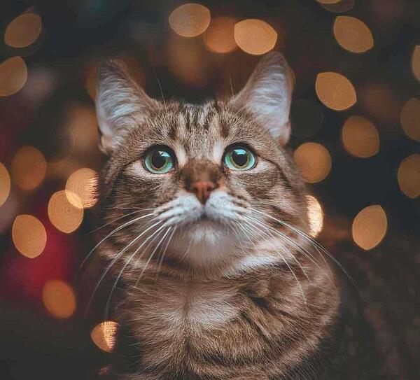 عکس گربه لب پنجره