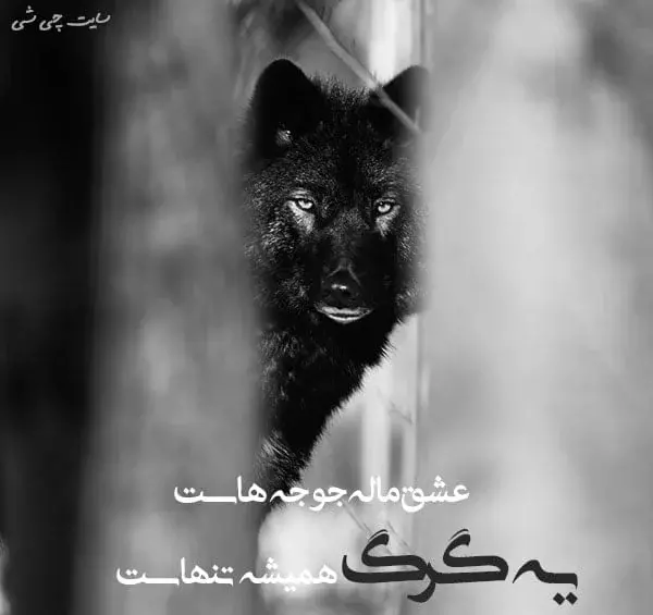 عکس متن لاتی