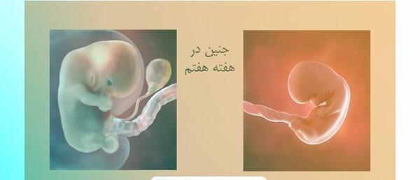 عکس سونو هشت هفته جنین پسر