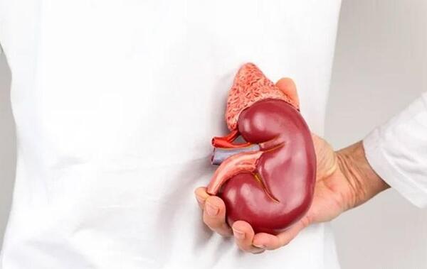 عکس رنگی کلیه نی نی سایت