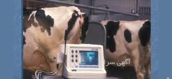 عکس رنگی زاهدان نی نی سایت