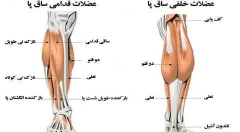 عکس ساق پا نی نی سایت