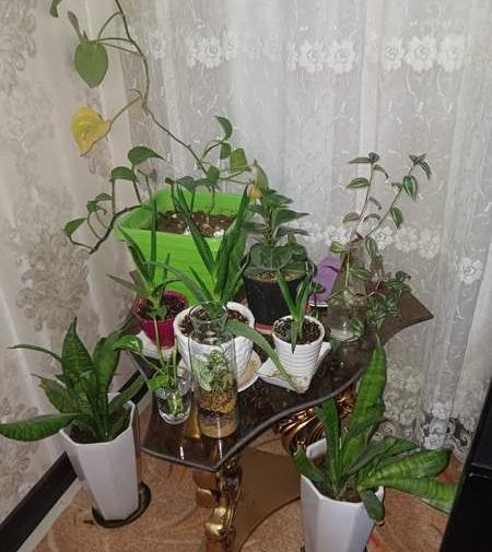 عکس پذیرایی خونتون نی نی سایت