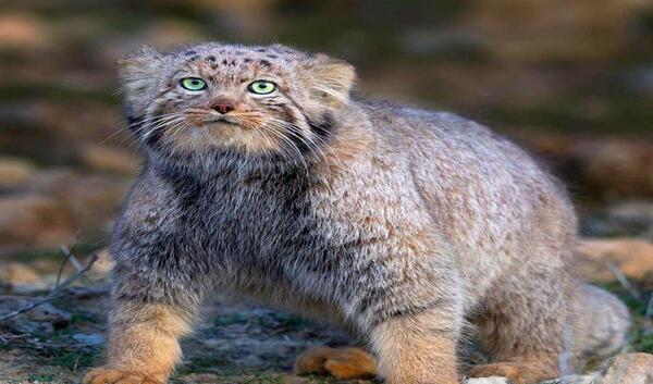 عکس گربه روی نقشه ایران