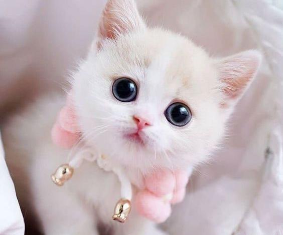 عکس گربه روی نقشه ایران