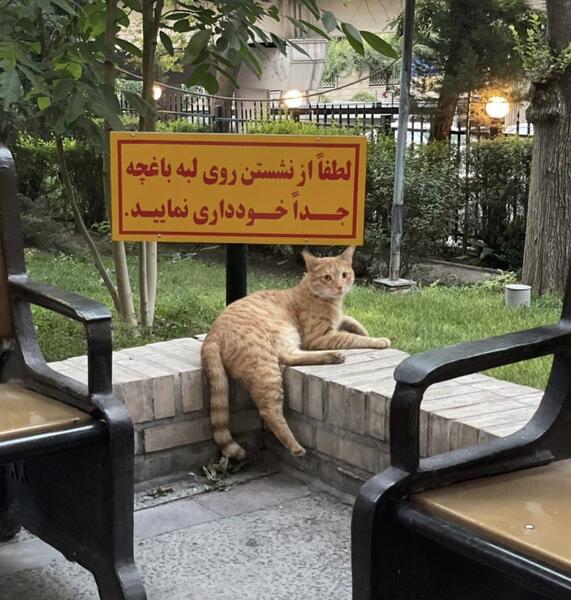 عکس گربه روی نقشه ایران