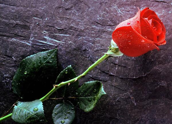 عکس نوشته گل رز قرمز