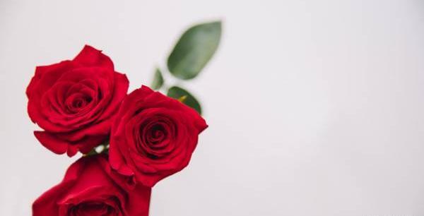 عکس نوشته گل رز قرمز