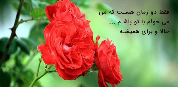 عکس نوشته گل رز قرمز