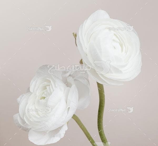 عکس نوشته گل رز سفید