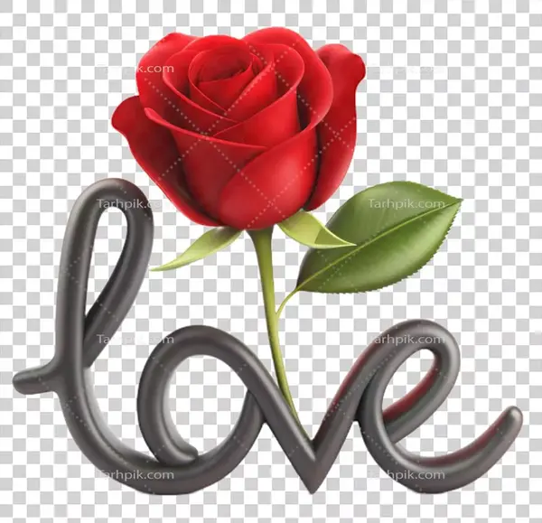 عکس نوشته گل رز سفید