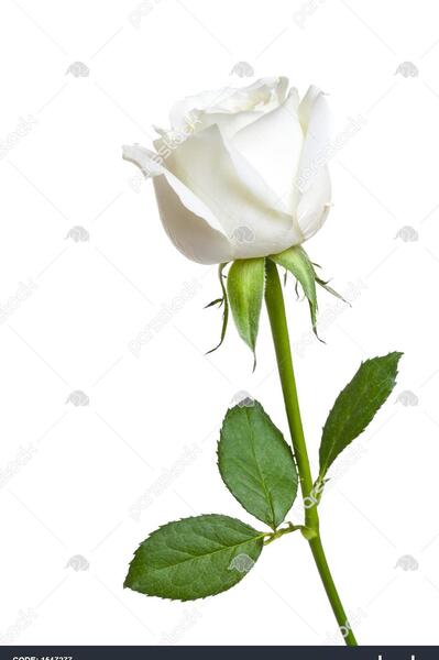 عکس نوشته گل رز سفید