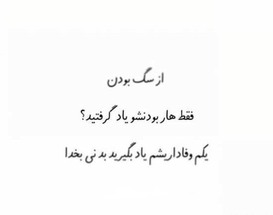 عکس نوشته وفاداری سگ