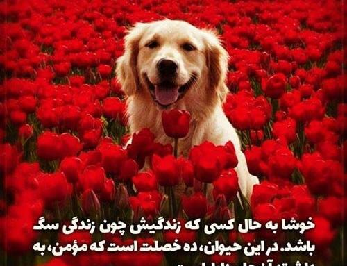عکس نوشته وفاداری سگ