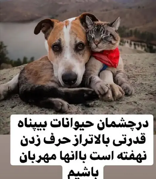 عکس نوشته وفاداری سگ